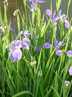 P1000374.jpgのサムネール画像